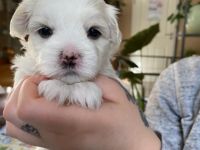 Wenn Sie kein Weihnachtsgeschenk suchen,aber einen der