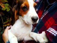 Unsere vier kleinen Welpen 2 Rüden und 2 Hündinnen