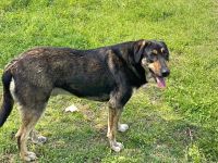 Name: Kimon Geschlecht: männlich Alter: geb.ca. März