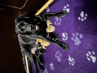 Die Labradore vom Moyländerwald sind eine kleine