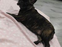 Bonny, Sie ist Regel mäßig geimpft worden und