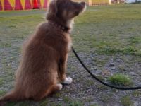 Border Collie Australian Sheperd Welpe , 12 Wochen alt