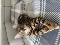 Babykatzen, ‼️FESTPREIS OHNE WENN UND ABER, Preis