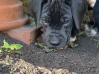 Deutsche Doggen vom Rosenhäger Brink