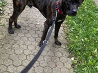 Pasha, Der Junge Mann ist 10 Monate alt und kommt mit