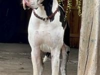 Deutsche Dogge, Welpen