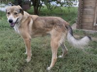 Csibesz- ruhiger, beseelter Beobachter