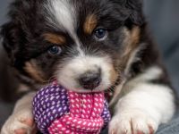 Willkommen bei den CM-THUNDERSTORMAUSSIES Wir planen