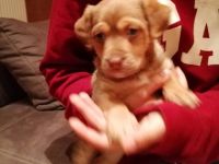 Super fitter agiler Rüdenwelpe sucht sportliche