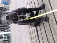 Update 17.11.2022 Die kleine Mqus sucht dringend ein