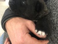 American-Akita Familien-, Wach- und Begleithunde