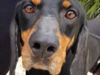 Jacko (Mischling Bracke-X)