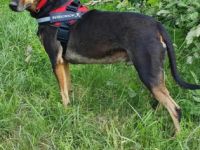 Aramis, geb. 01.03.2020, 62 cm groß und 26 kg schwer,