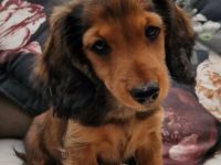 Wenn Sie auf der Suche nach einem gesunden typvollen