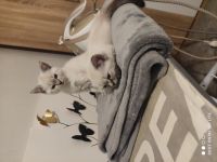 Hallöchen ihr Lieben, wenn ihr auf der Suche nach einem