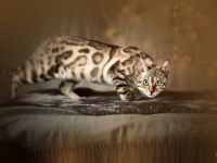 Wir haben 2 ganz tolle, verschmuste Mädchen in den