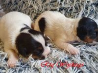 Wir bieten Parson Russell Terrier Welpen zum Verkauf an