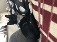 Hallo Ich verkaufe ihr unseren Kater Felix er ist