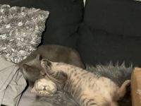 6 Monate alte kitten Weibchen abzugeben.Sehr verschmust