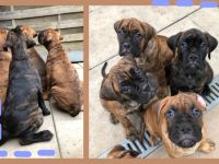 Hallo liebe Boxerfreunde! Hier erstmal ein kurzer