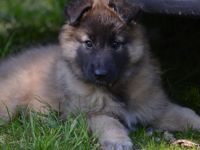 Wir suchen für unsere Welpen aktive Menschen. Sie