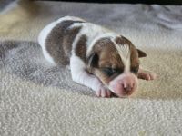 Lustige, kernige Jack Russell