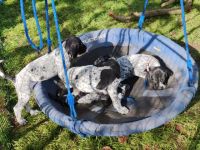 Französischer Vorstehhund, beste französische Linien,