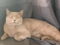 Reinrassiger lilac BKH Deckkater Blutgruppe B