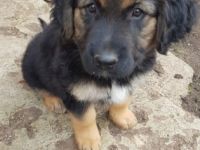 Hallo wir sind wunderschöne lebhafte verschmust Kinder