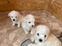 3 kleine reinrassige zuckersüße Fellnasen suchen noch