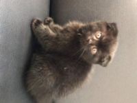 Hallo Wir haben 2 kleinesüße Kitten abzugeben. Die