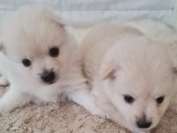 Verkaufe unseren Wurf Pomeran Zwegspitze 2Mädels 2Jungs
