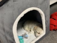 Kleiner welpe sucht ein neues zuhause, er ist sehr