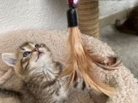 Unsere Katze hat am 22. August 5 süße Bärchen zur Welt