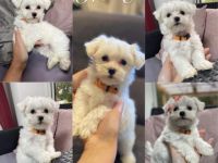 Unsere Welpen haben das Licht am 01.09.2022 erblickt.