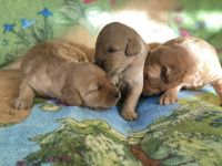 Welpen Medium apricot Die, Golden Retriever/Pudel,