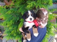 Berner Sennenhund, Welpen