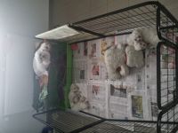 Hallo zusammen. Für Tierfreunde, die sich eine reine