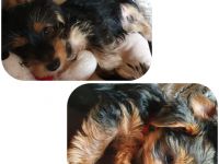 Verkaufen unsere 14 Wochen alte welpen es sind noch 2