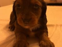 Wir haben bunten Dackelalarm! Unsere fünf