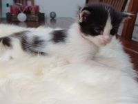 Hallo an alle Katzenfreunde! Unsere Maine Coon Kätzin 