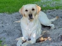 Wilma ist eine absolut liebenswerte und verschmuste