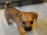 Wir sind 2 süße Jack Russell Person / Bologneser Mix