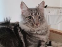 Bhanu, ACHTUNG RARITÄTEN ⚠️ ⚠️ ⚠️ Ich bin ein