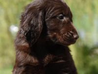 Wir erwarten ca ab dem 6.Februar 2023 reinrassige