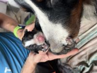 Unsere Queen hat am 31.10.2022 9 wunderschönen Welpen