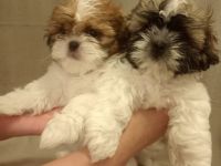 Wir haben 2 Welpen die wären morgen 8 Wochen alt am