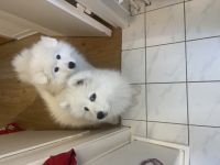 Hallo Wir haben noch 2 Welpen abzugeben.