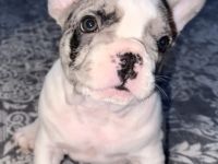 Hallo an alle Frenchi-Freunde und die, die es werden