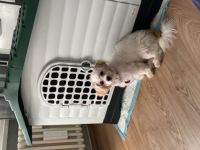 Lilli und Luna, Hallo,Wir müssen leider unsere Süße